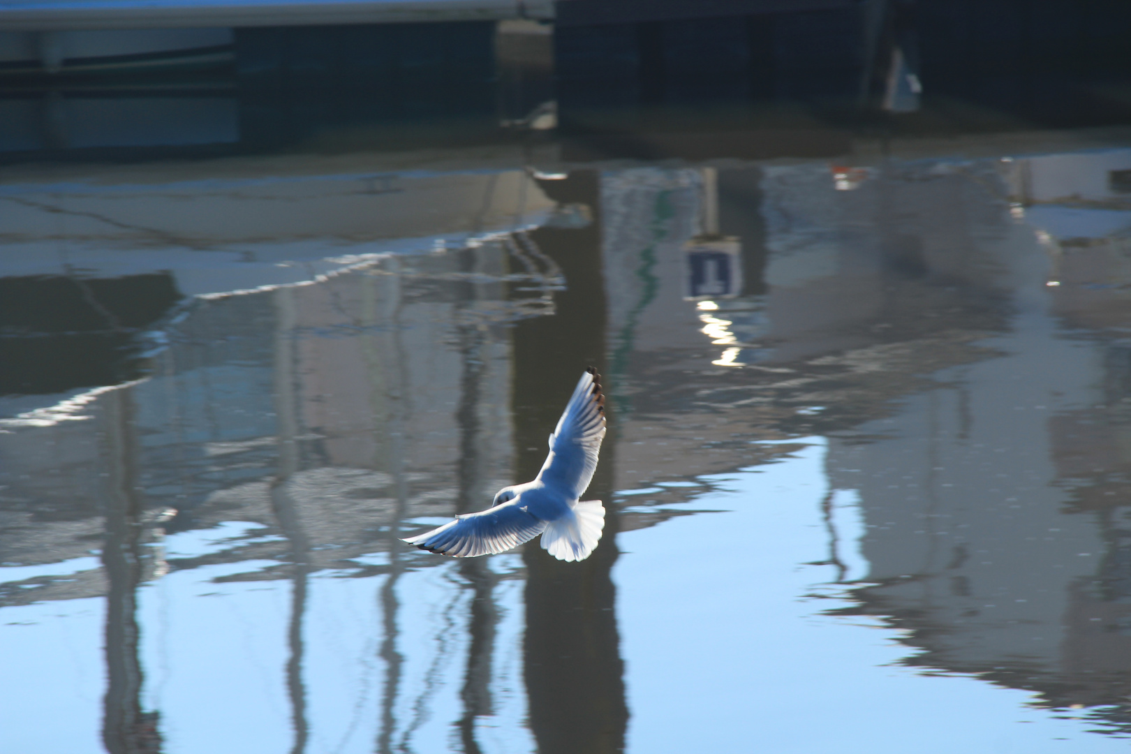 Oiseau dévoilé