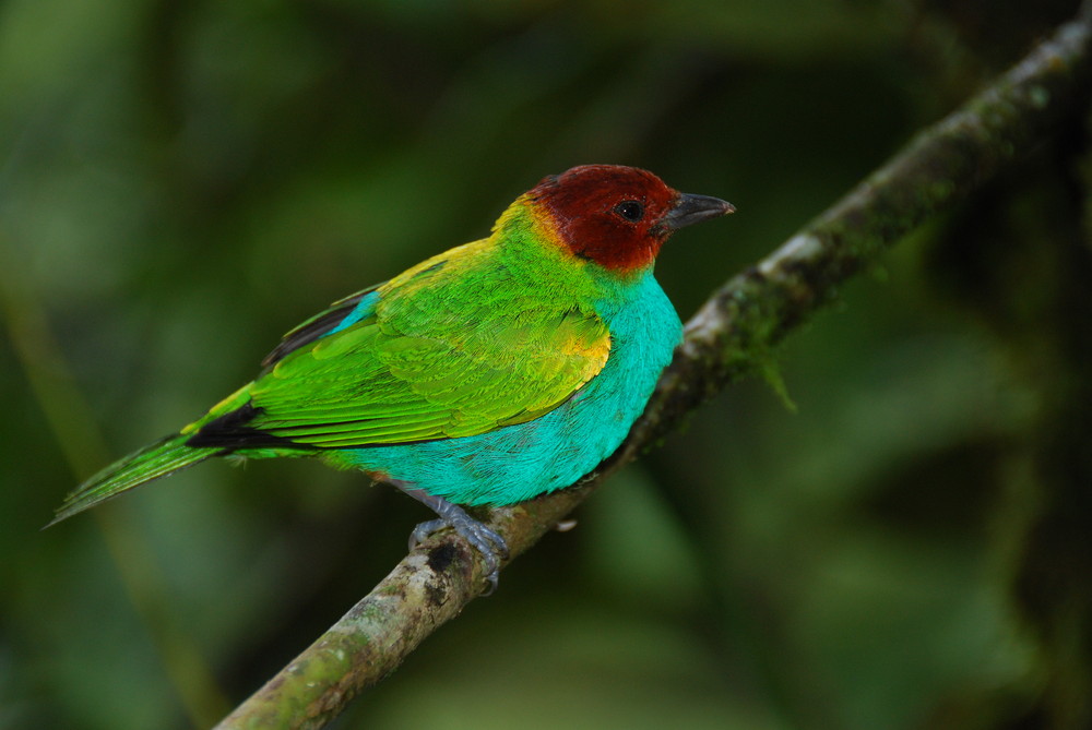 Oiseau du Costa rica