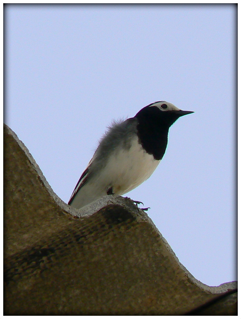 OISEAU - DU - DESERT