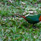 Oiseau du jardin