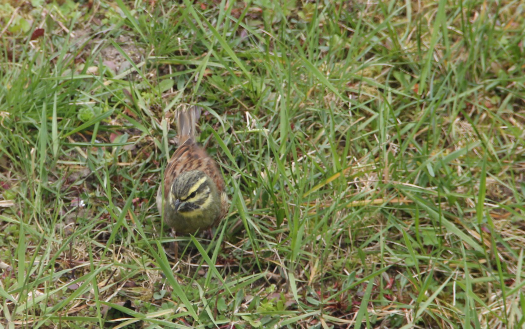 oiseau du jardin. Quel est son nom?