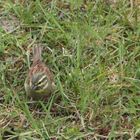 oiseau du jardin. Quel est son nom?