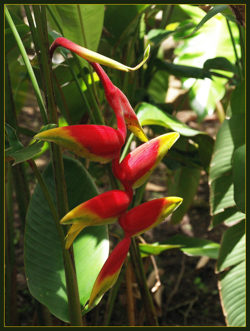 Oiseau du paradis, Heliconia Rostrata - Hummer-Greifer, tropische Blume