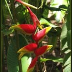 Oiseau du paradis, Heliconia Rostrata - Hummer-Greifer, tropische Blume