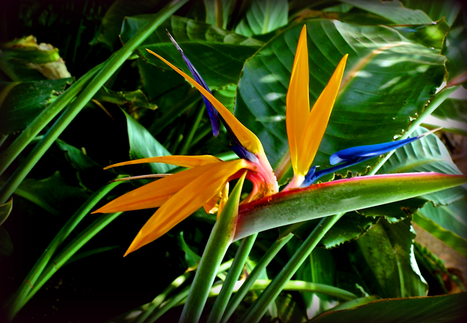 Oiseau du Paradis - Strelitzia reginae - Paradiesvogelblume