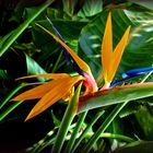 Oiseau du Paradis - Strelitzia reginae - Paradiesvogelblume