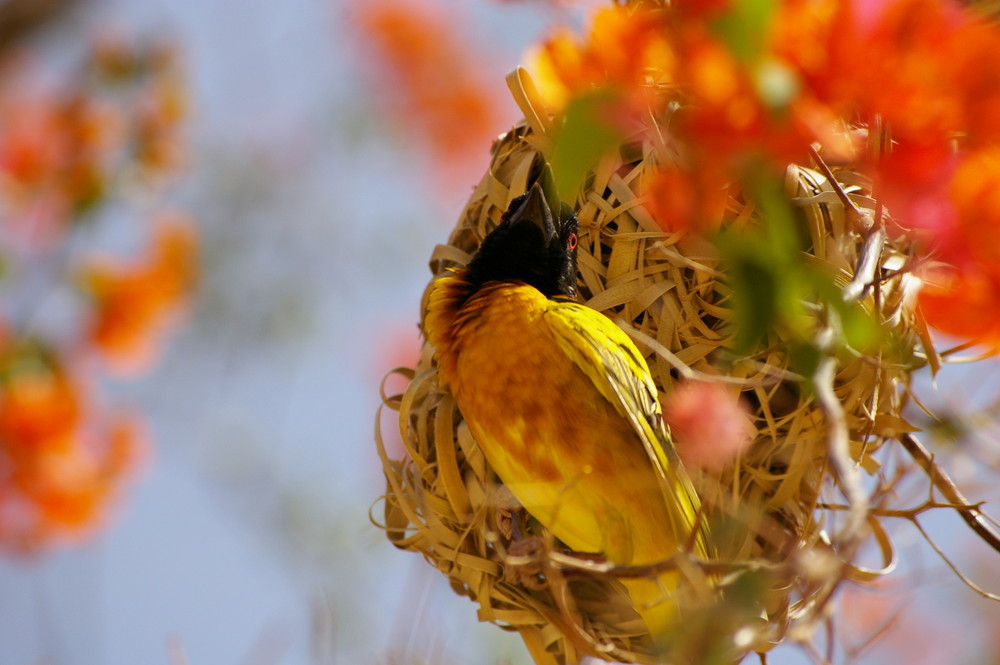 oiseau du senegal