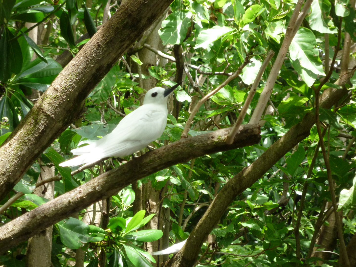 Oiseau emblème des Seychelles