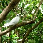 Oiseau emblème des Seychelles