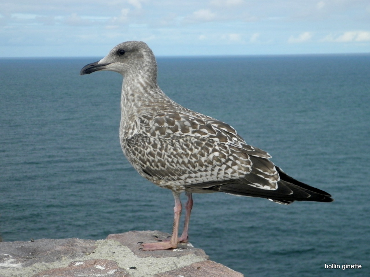 oiseau en bretagne