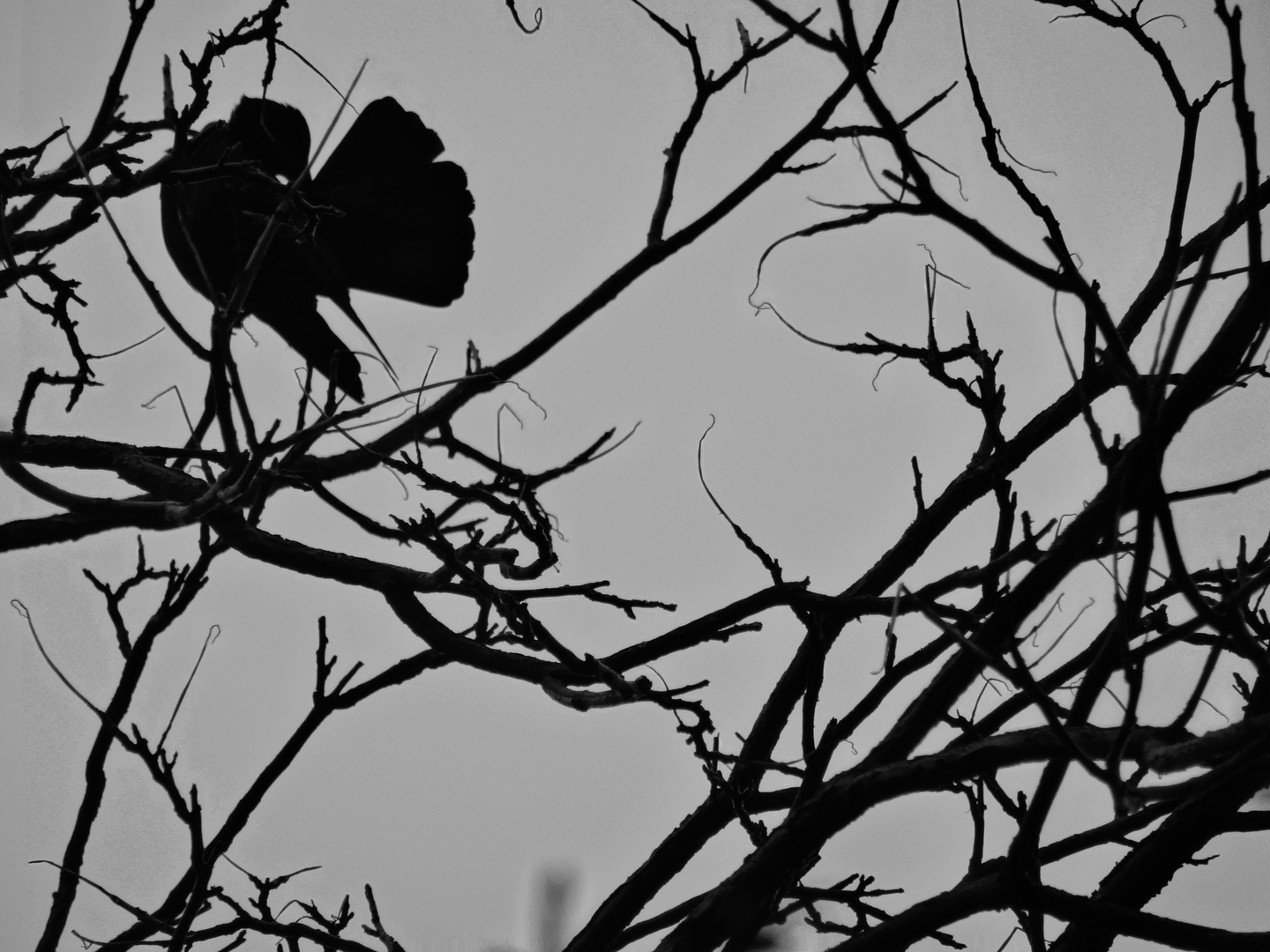 Oiseau entre branches