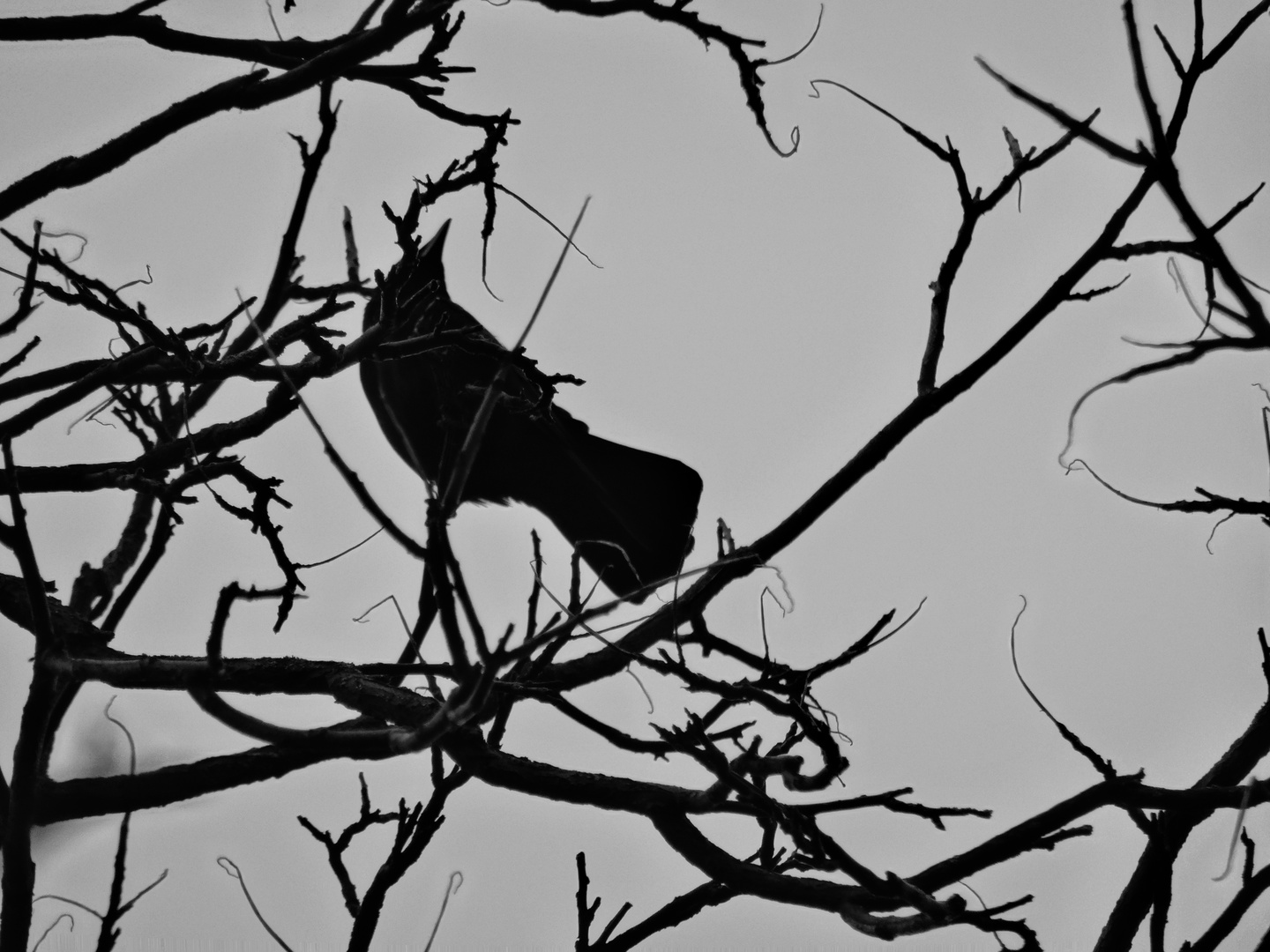 Oiseau entre branches