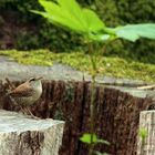 Oiseau et fier de l'etre