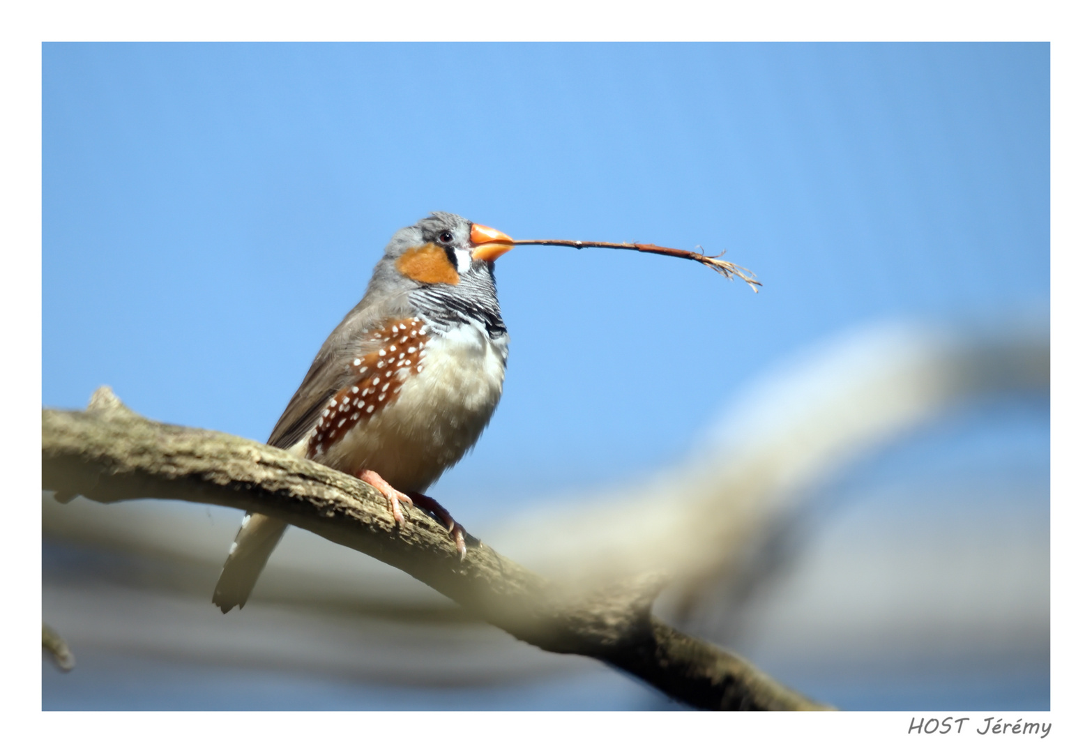 Oiseau et sa branche