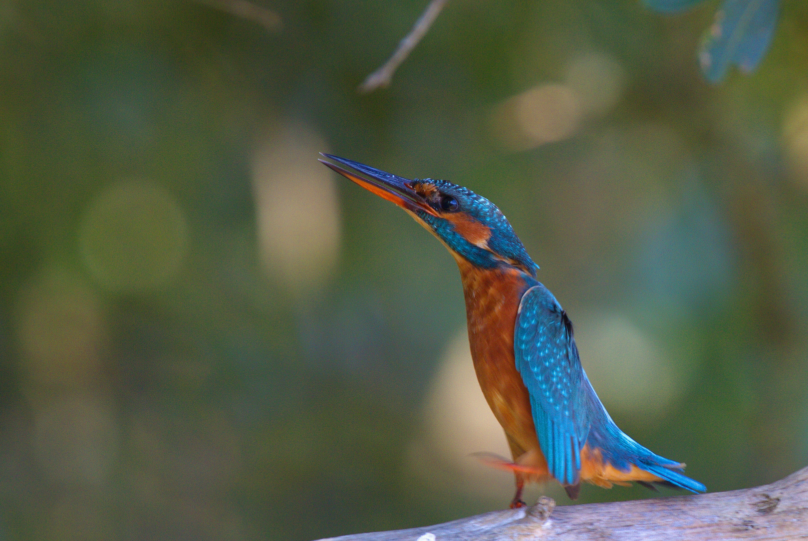 Oiseau fâché