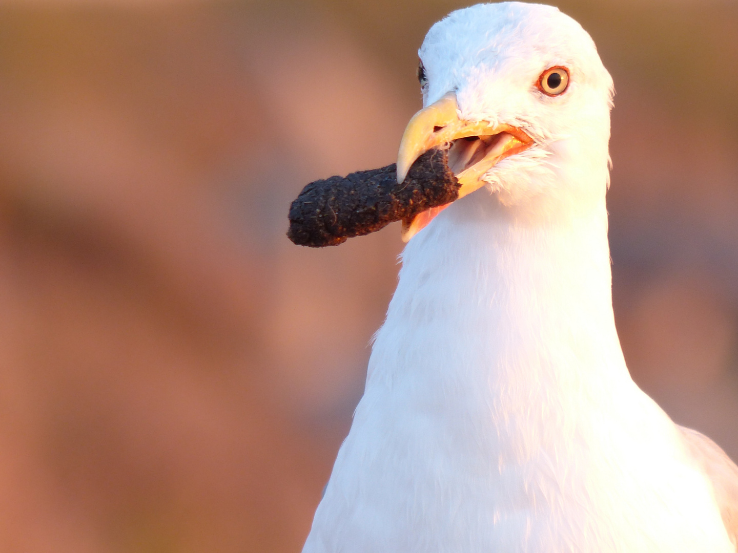 Oiseau fumeur