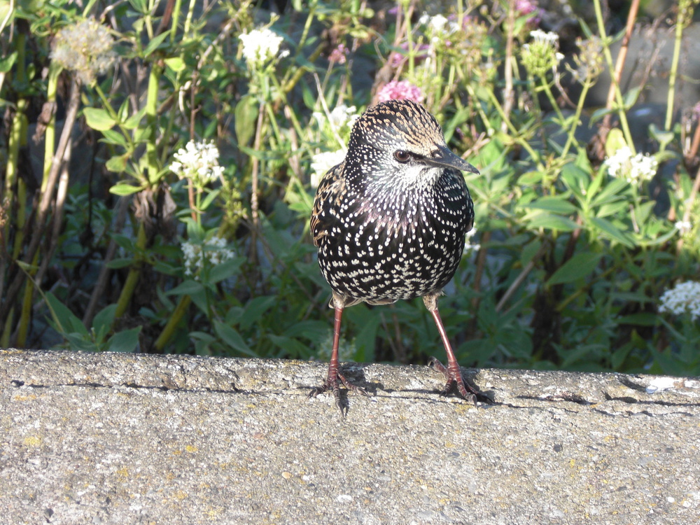 Oiseau irlandais