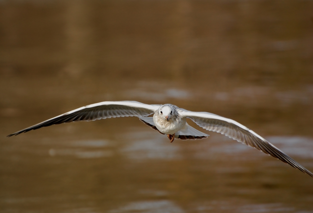 Oiseau libre