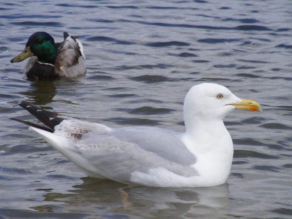 Oiseau marin (2)_Goéland