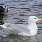 Oiseau marin (2)_Goéland