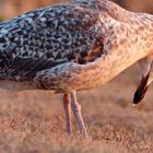 Oiseau mélancolique