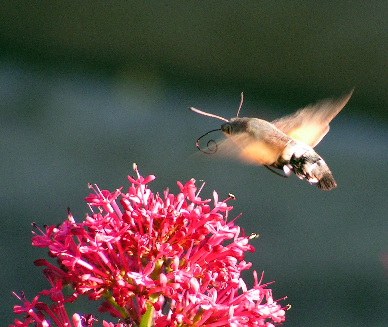 oiseau mouche