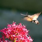 oiseau mouche