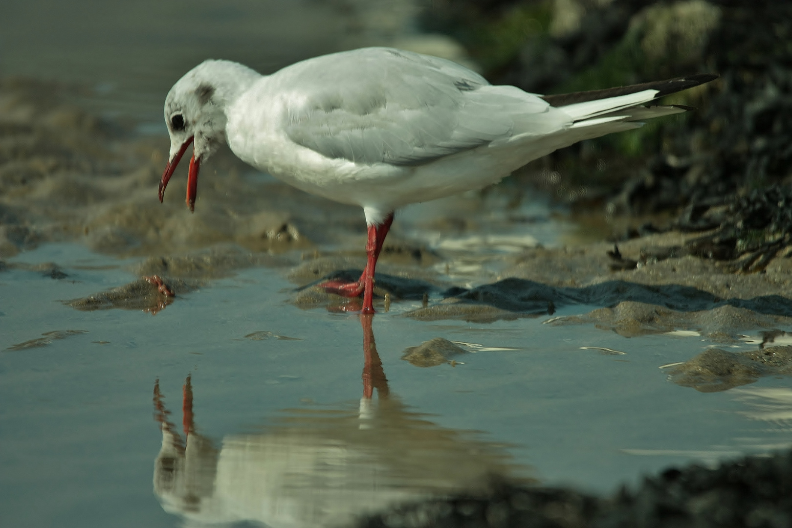 oiseau mouette