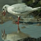 oiseau mouette