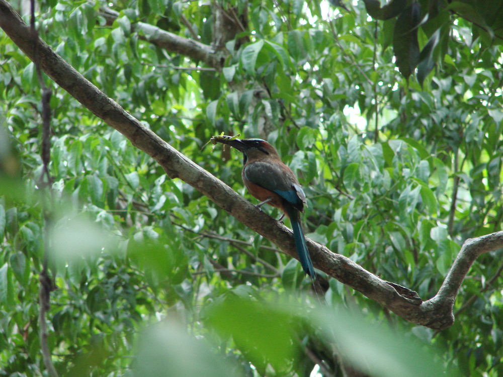 Oiseau Pendule de la Cénote de Kin Ja