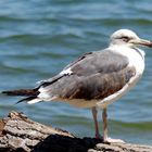 Oiseau portugais