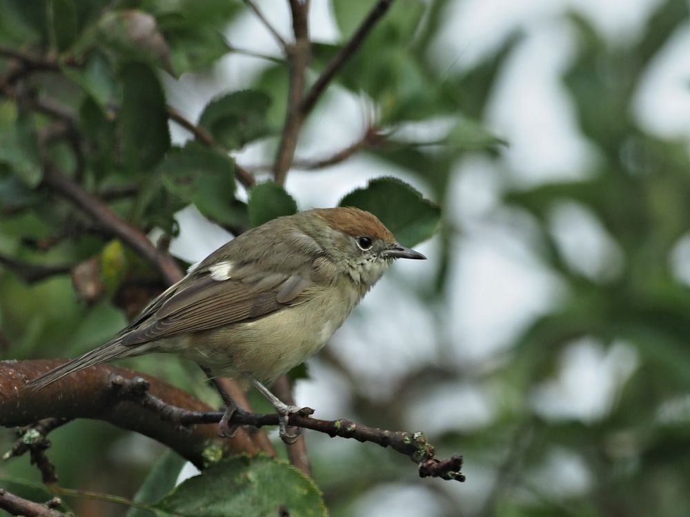 oiseaux 147 - female