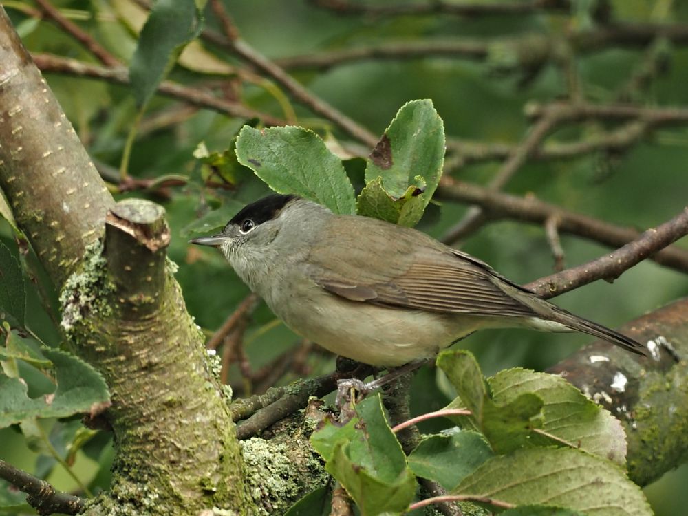 oiseaux 148 - male