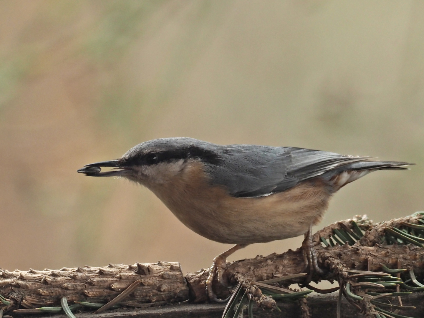 oiseaux 191