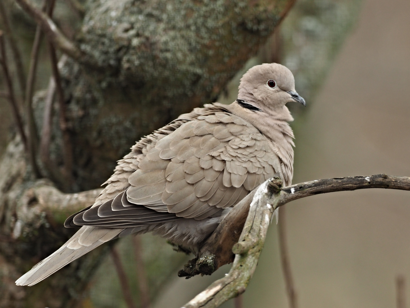 oiseaux 201