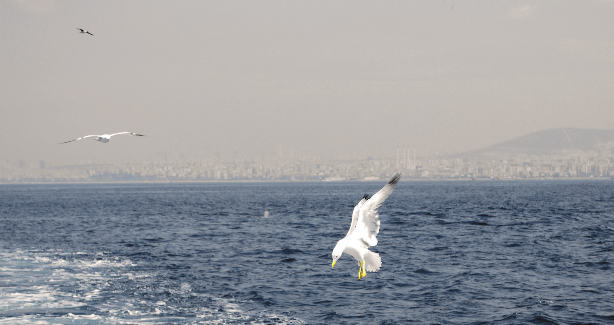 Oiseaux à Istanbul