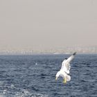 Oiseaux à Istanbul