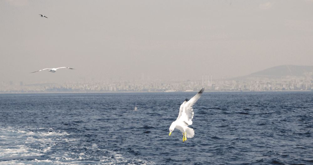 Oiseaux à Istanbul by Jocelyne Fonlupt 