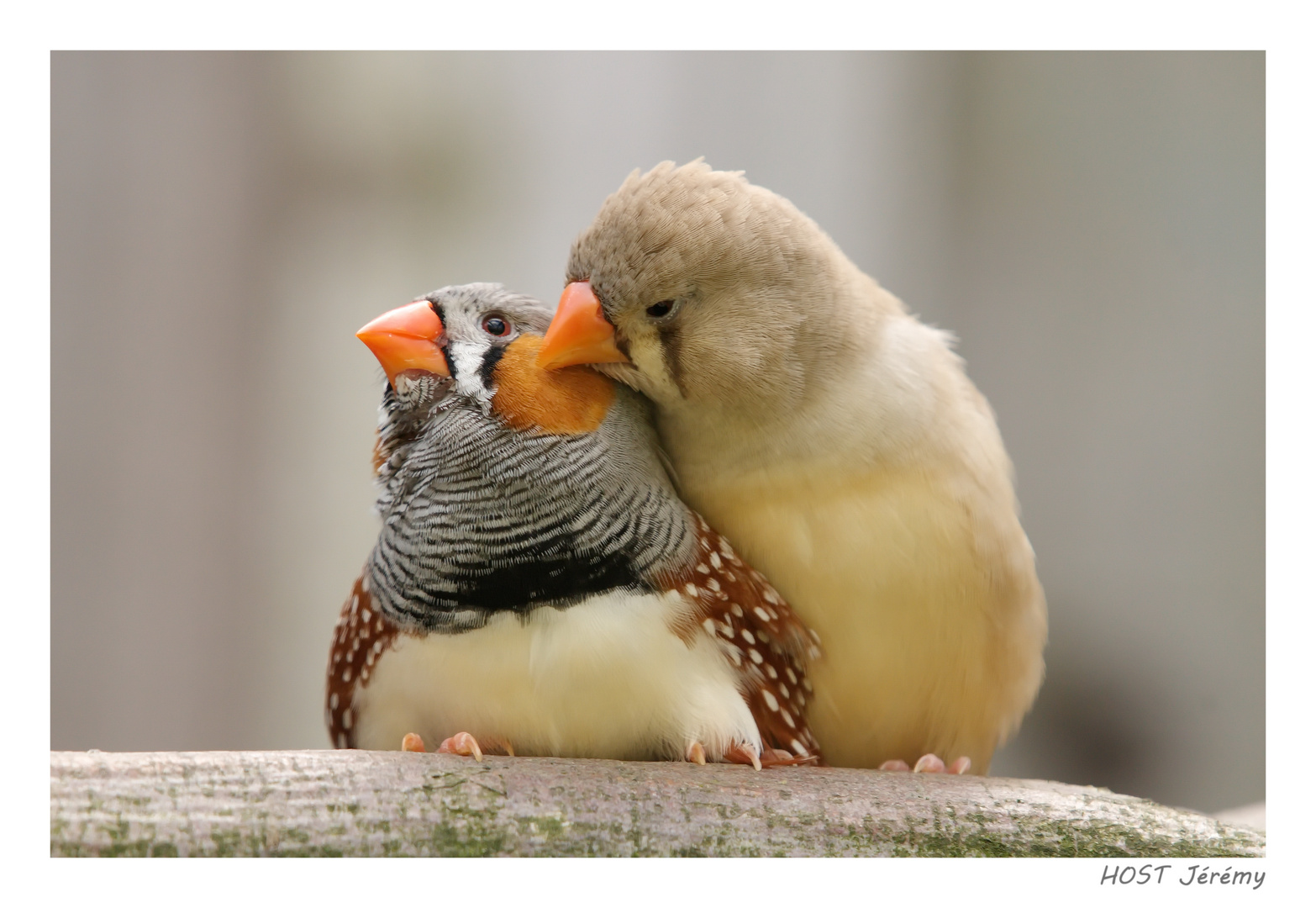 Oiseaux Amoureux