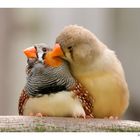 Oiseaux Amoureux