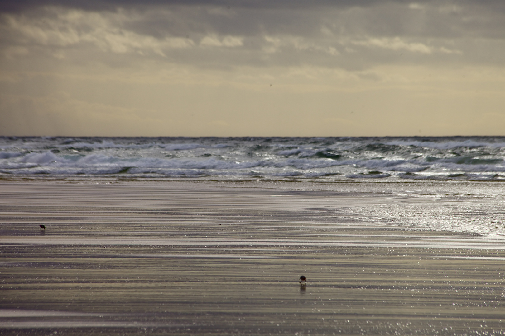 oiseaux au bord de l'eau 1