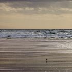 oiseaux au bord de l'eau 1