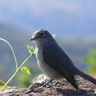 oiseaux dans le cratére de Ngorongoro