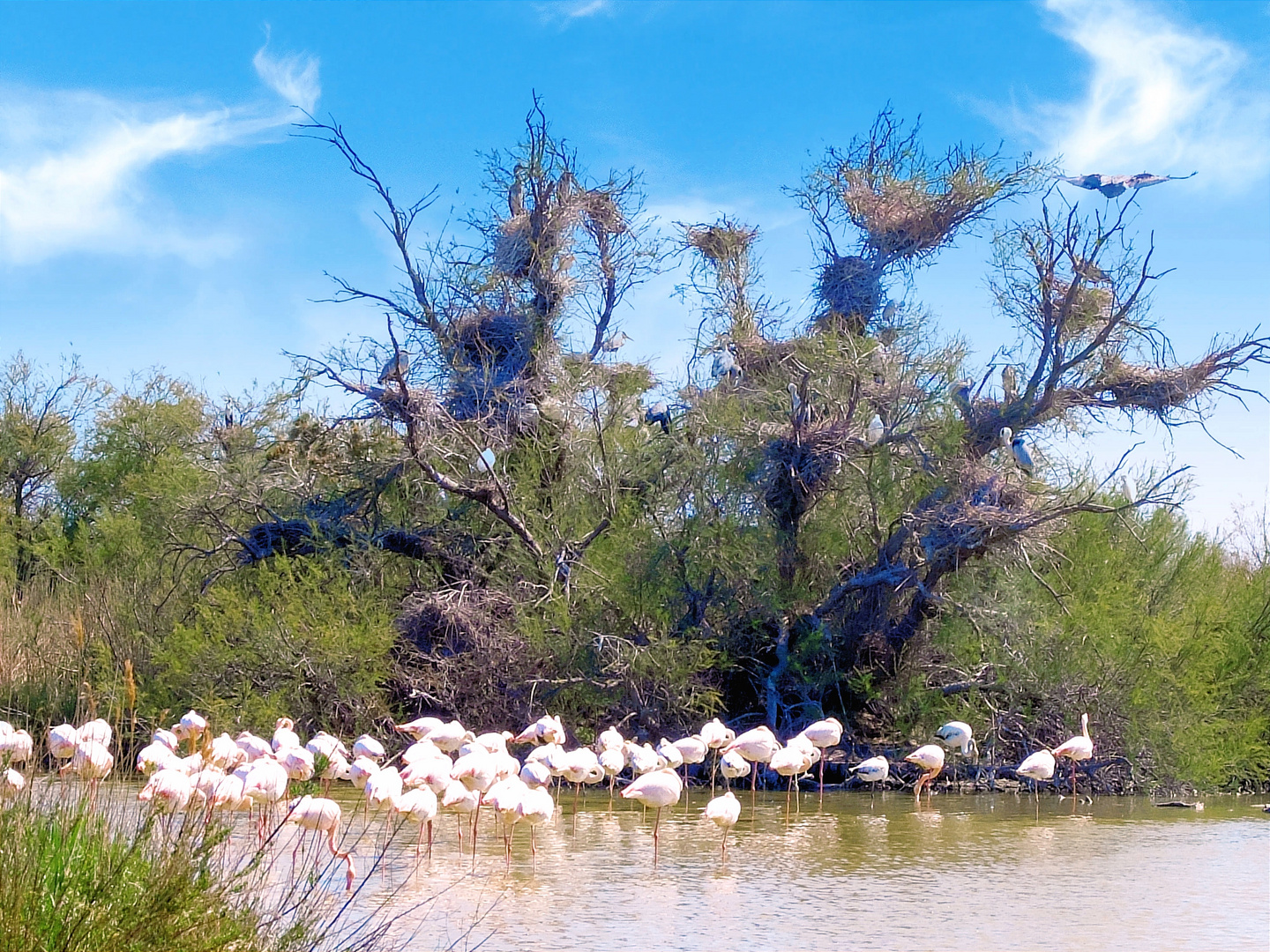 Oiseaux de Camargue