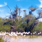 Oiseaux de Camargue