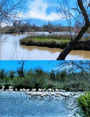 Oiseaux de Camargue