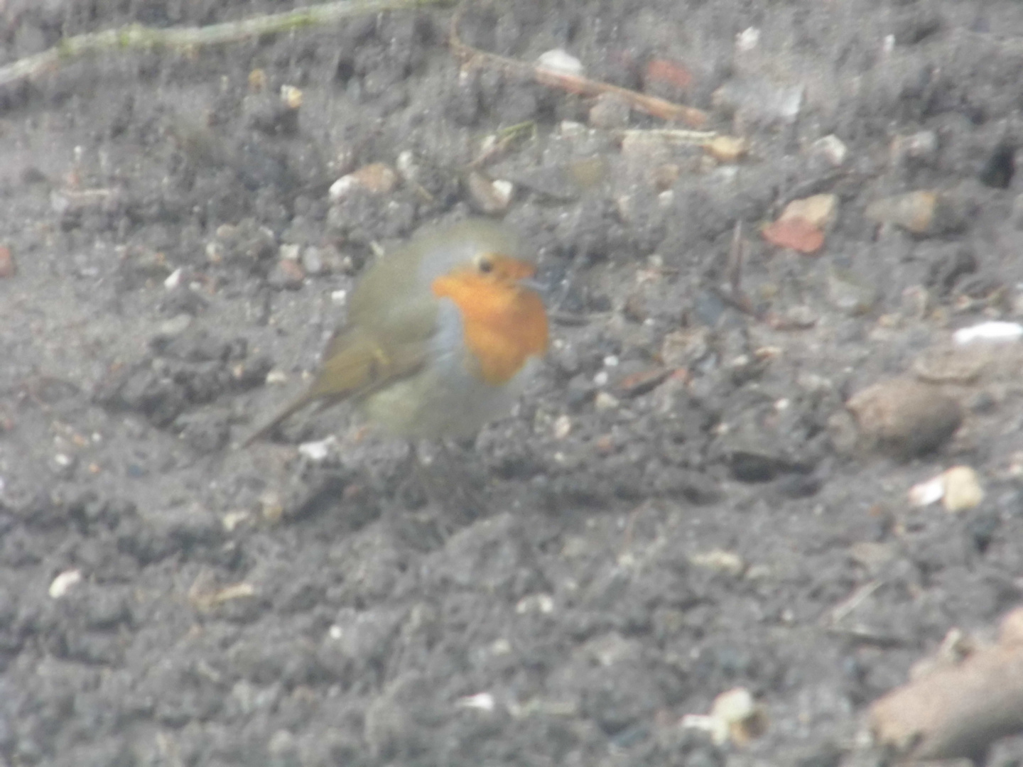 oiseaux de jardin