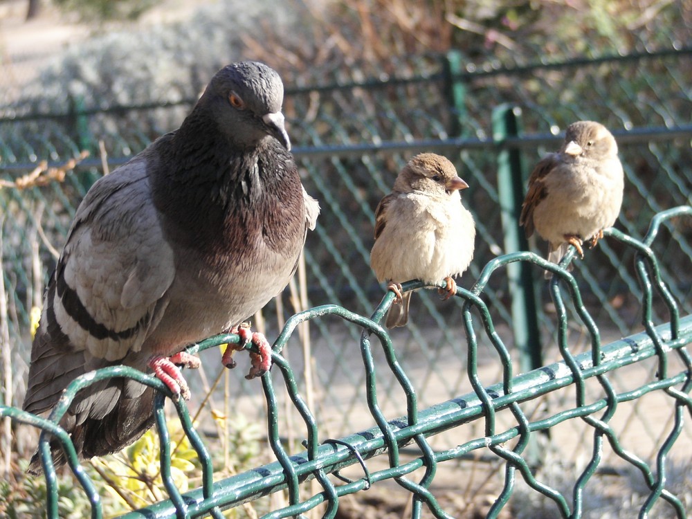 OISEAUX DE LA VILLE