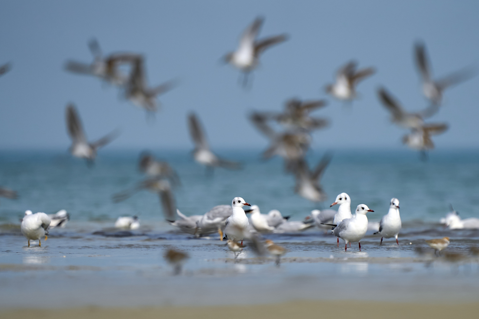 Oiseaux de mer