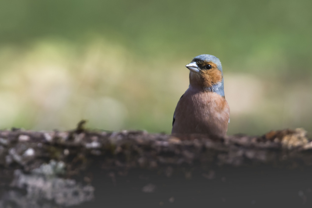  Oiseaux de nos campagnes 